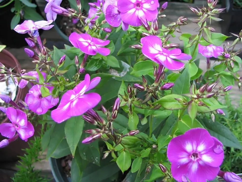 Laura Phlox (Phlox Paniculata 'Laura') — Growing in an upright clump