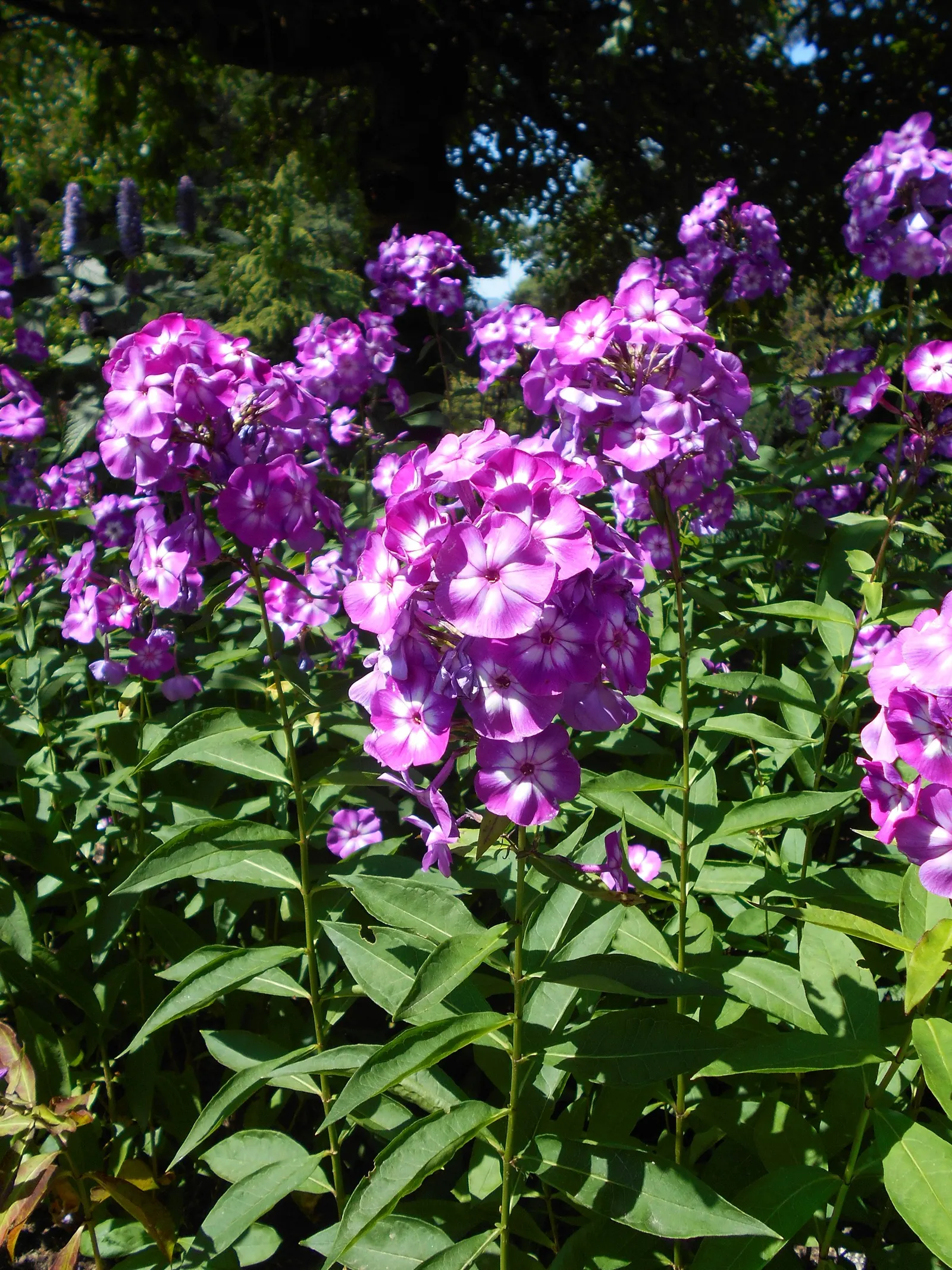 Laura Phlox (Phlox Paniculata 'Laura') — Reaching up to 3-4 feet tall and spreading 2-3 feet, its foliage is disease-resistant