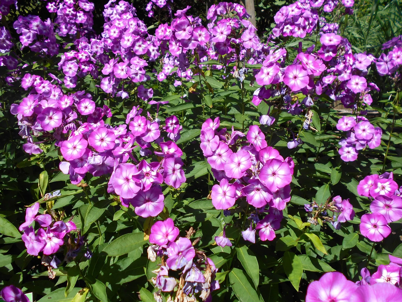 Laura Phlox (Phlox Paniculata 'Laura') — Ideal for borders and beds, it thrives in full sun to partial shade