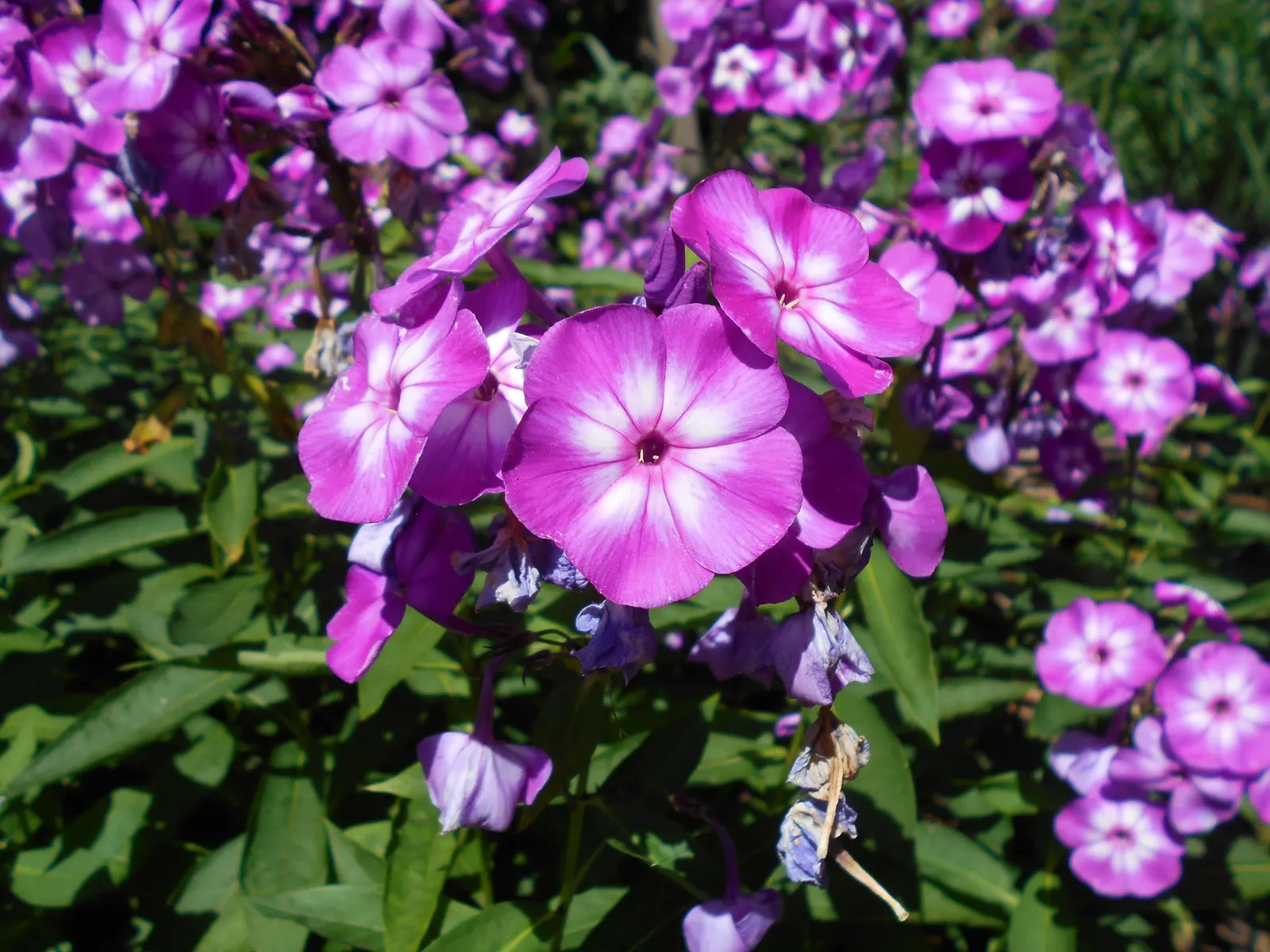 Laura Phlox (Phlox Paniculata 'Laura') — spanning up to 1 inch across in dense