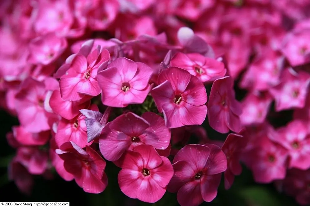 Laura Phlox (Phlox Paniculata 'Laura') — that bloom prolifically from mid to late summer
