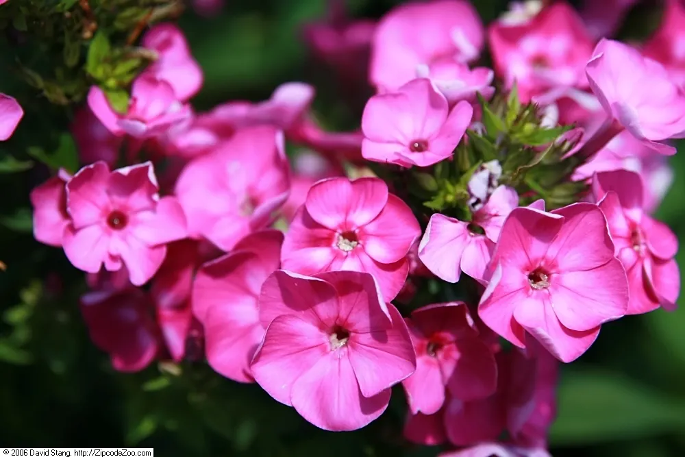 Laura Phlox (Phlox Paniculata 'Laura') — vibrant purple flowers with white eyes