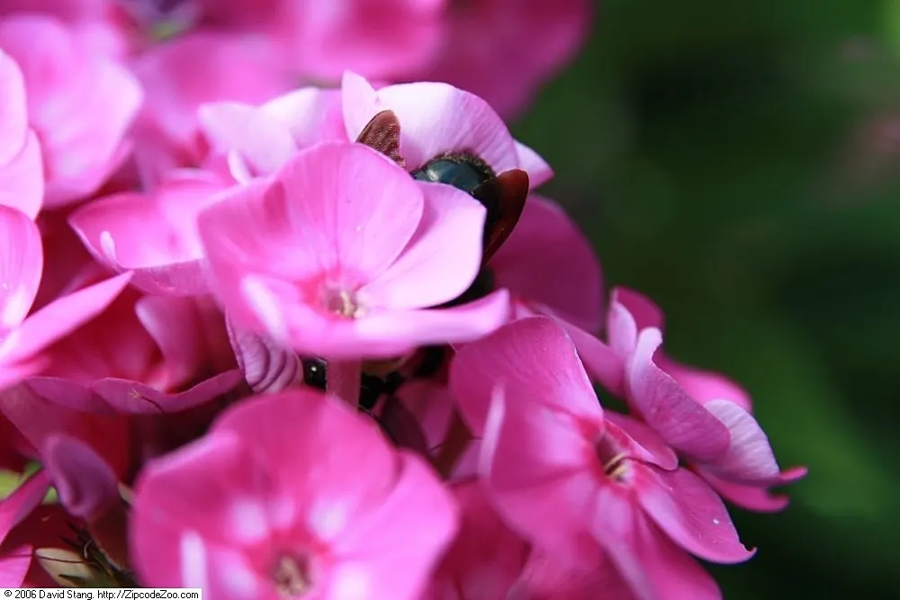 Laura Phlox (Phlox Paniculata 'Laura') — tiered panicles of vibrant purple flowers