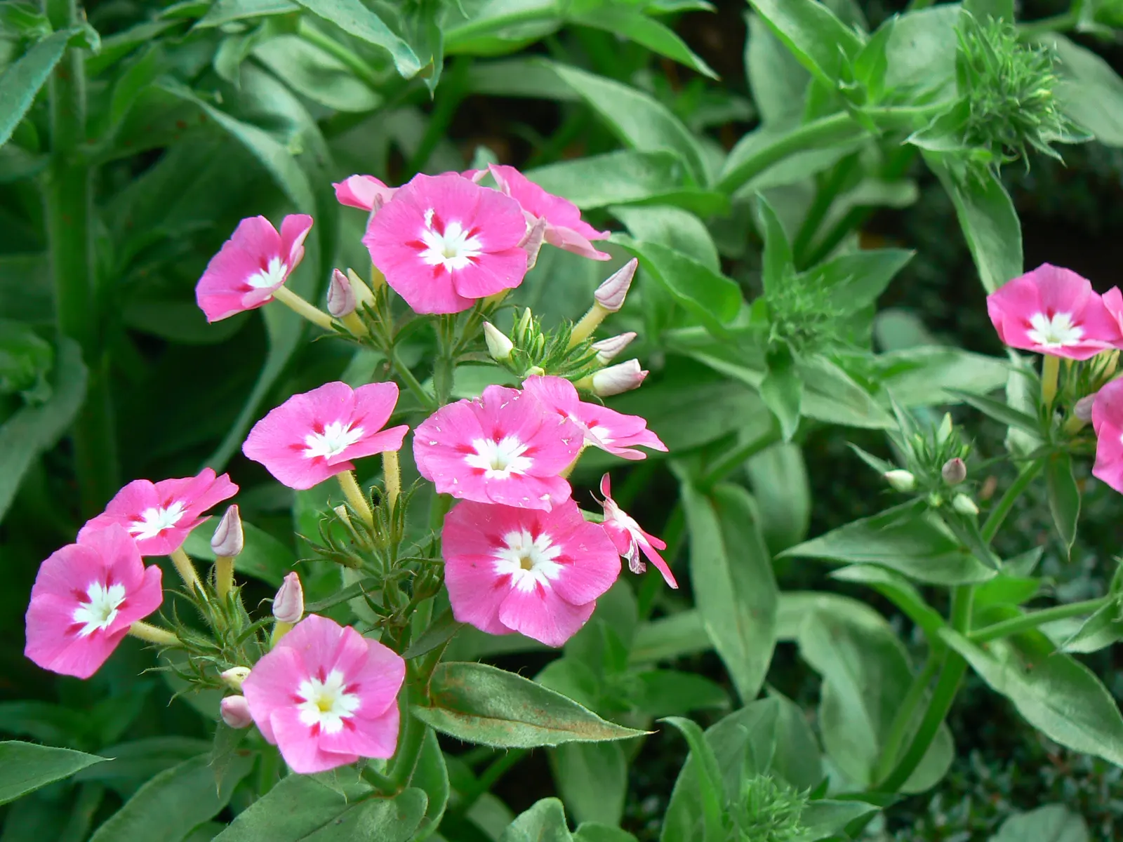 Laura Phlox (Phlox Paniculata 'Laura') — Its long flowering period