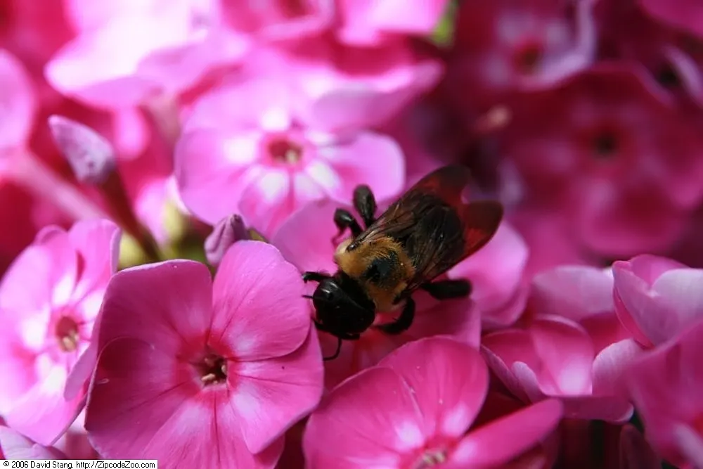 Laura Phlox (Phlox Paniculata 'Laura') — The blossoms stand out against the lance-shaped