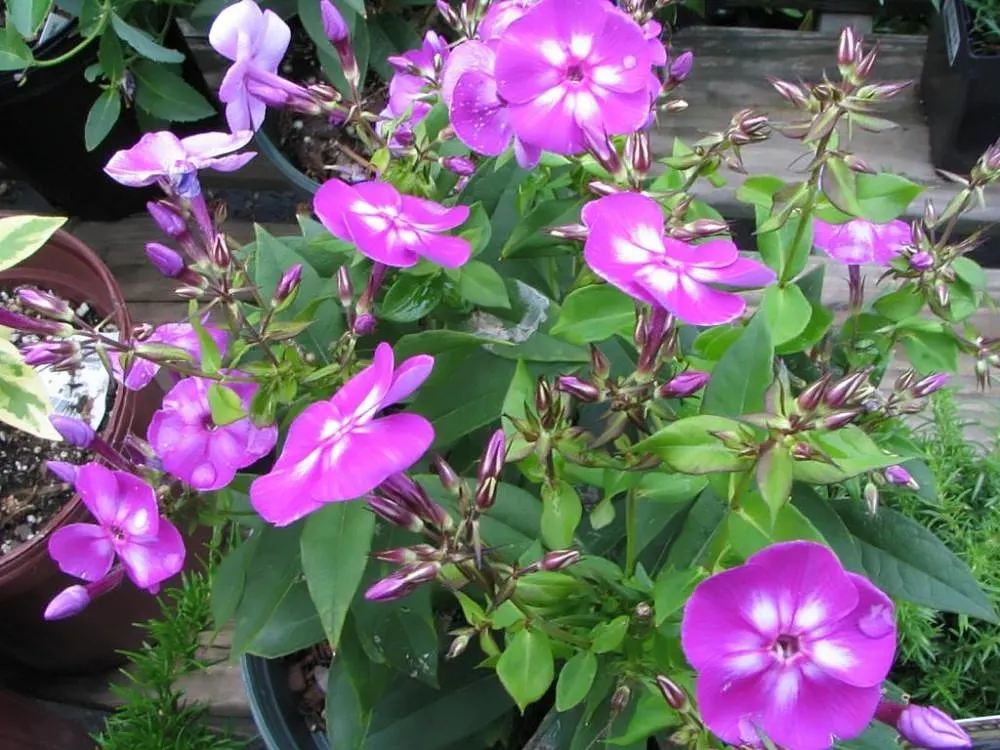 Laura Phlox (Phlox Paniculata 'Laura') — Attracts hummingbirds and butterflies, enhancing ecosystem vibrancy