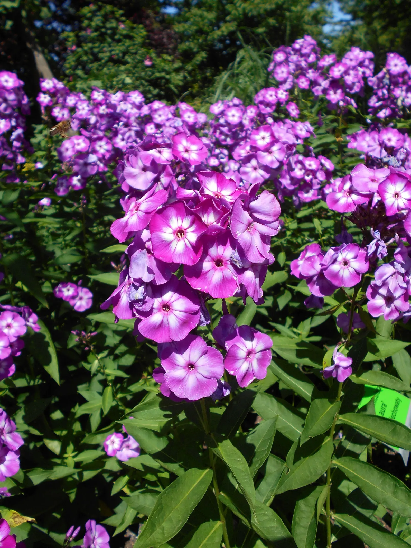 Laura Phlox (Phlox Paniculata 'Laura') — commonly known as Laura Phlox