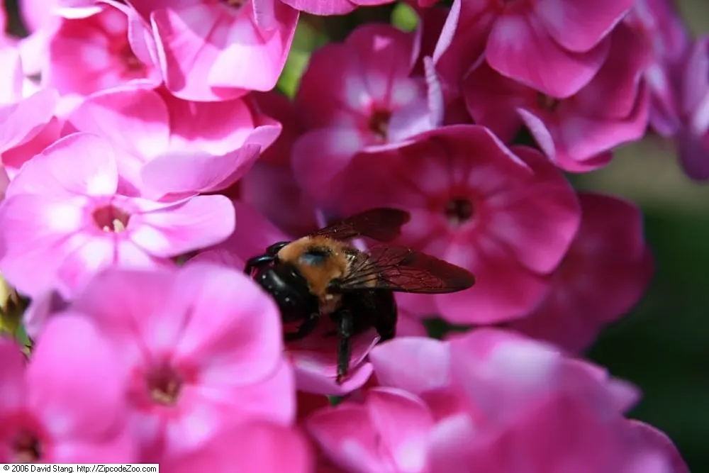 Laura Phlox (Phlox Paniculata 'Laura') — making it an excellent choice for creating visual interest in garden borders