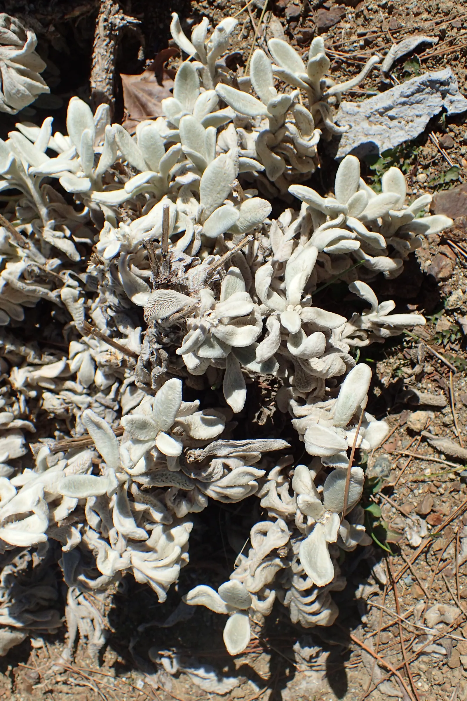 Cyprus Ironwort (Sideritis Cypria) — Drought-resistant and preferring full sun