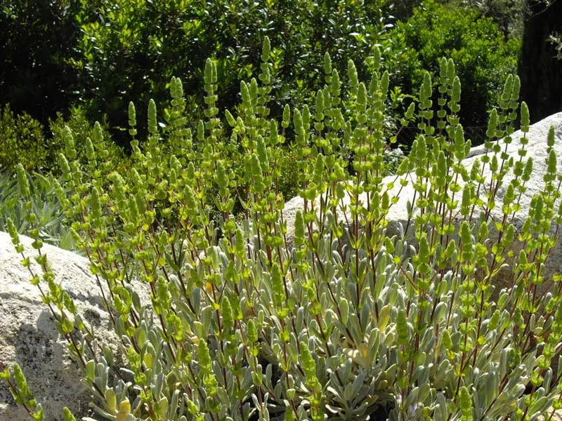 Cyprus Ironwort (Sideritis Cypria) — Characterized by its narrow