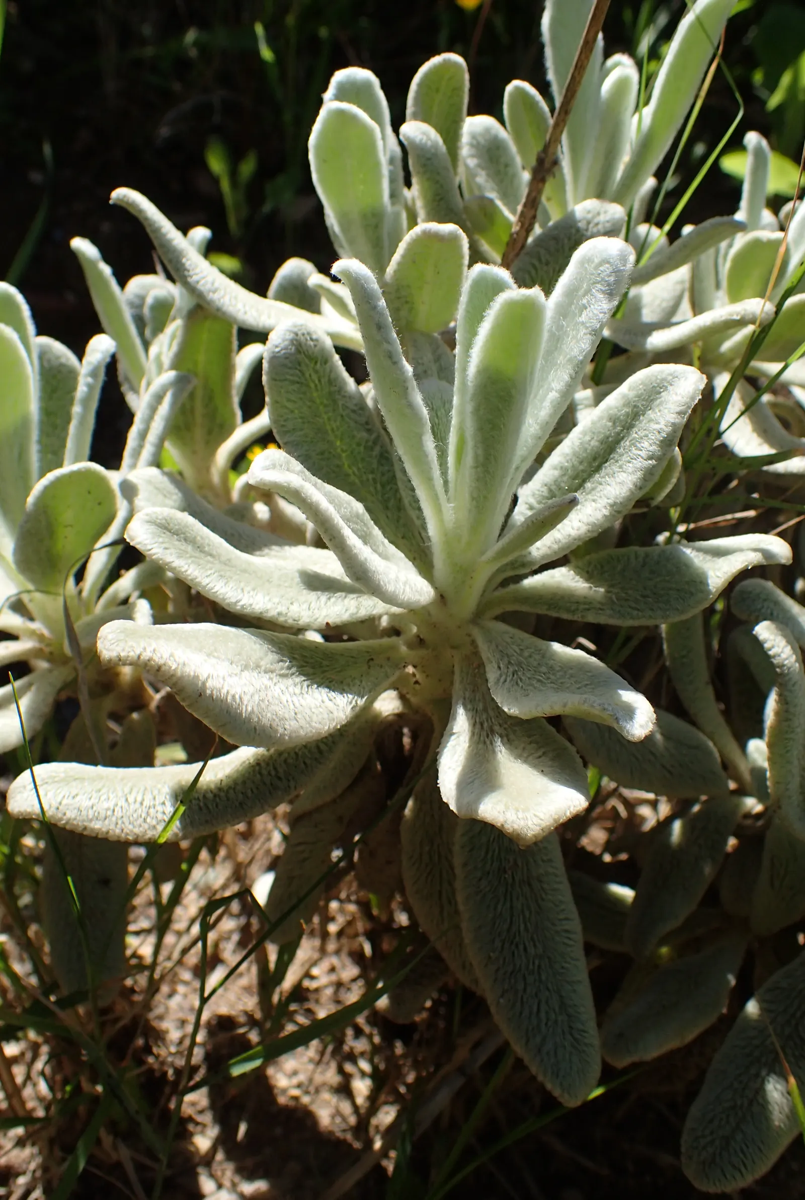 Cyprus Ironwort (Sideritis Cypria) — adding a touch of Mediterranean charm and subtle aroma to rock gardens or xeriscapes