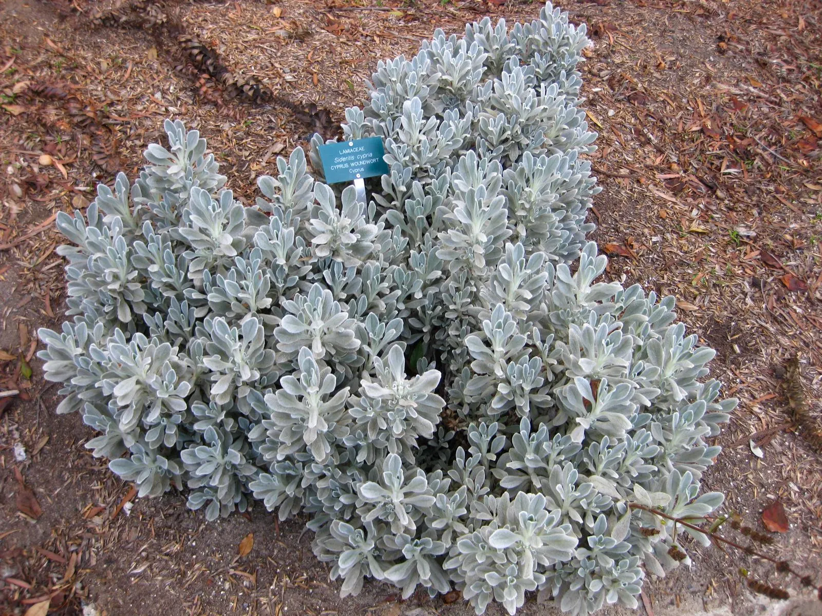 Cyprus Ironwort (Sideritis Cypria) — lance-shaped leaves of up to 2 inches long