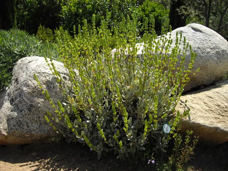 Cyprus Ironwort (Sideritis Cypria) — it thrives in well-drained soil
