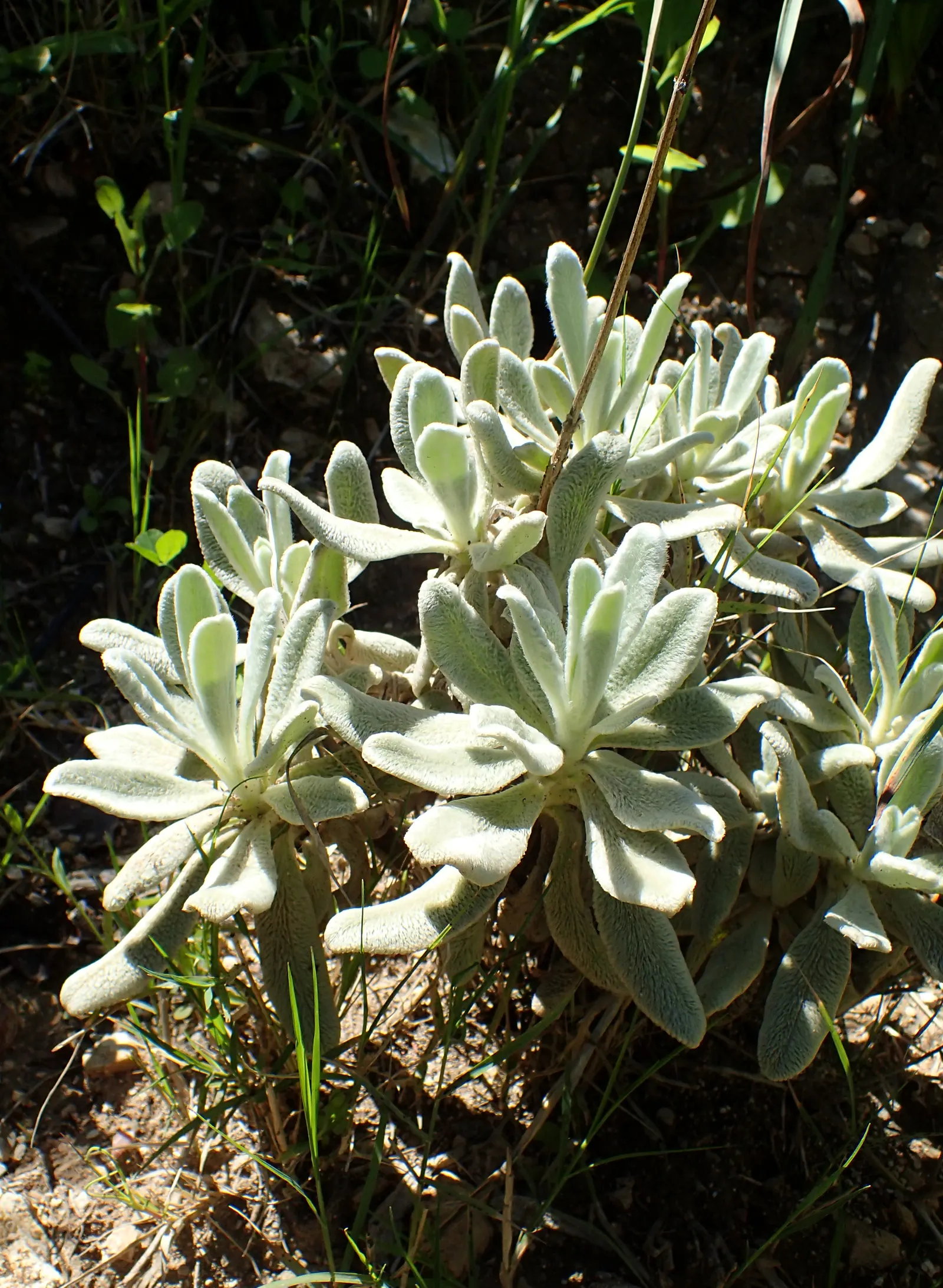 Cyprus Ironwort (Sideritis Cypria) — The Cyprus Ironwort (Sideritis cypria) is a small, hardy perennial herb endemic to the Troodos Mountains