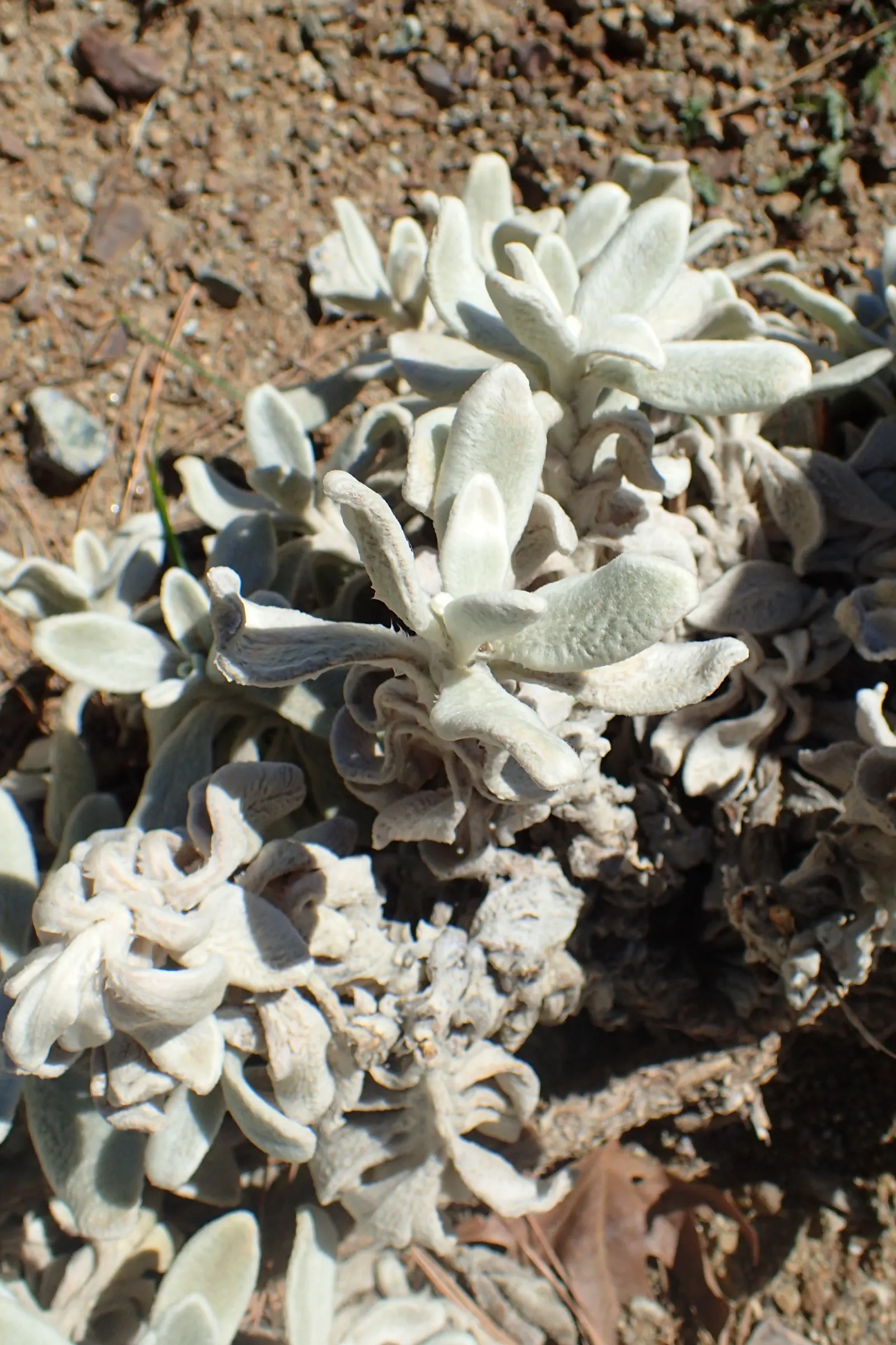 Cyprus Ironwort (Sideritis Cypria) — and its summer bloom of pale yellow flowers atop silvery-green stems that reach up to 18 inches