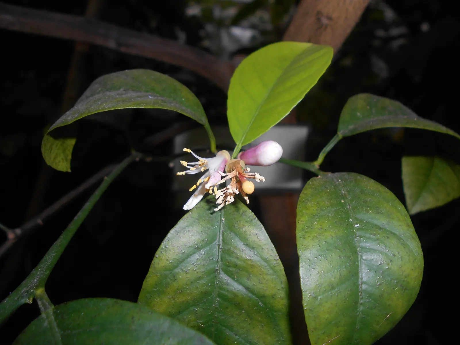 Mandarin Orange (Citrus Reticulata) — The fruits are about 2 to 4 inches in diameter and boast a sweet; approximately 2 to 3 inches long, image 56