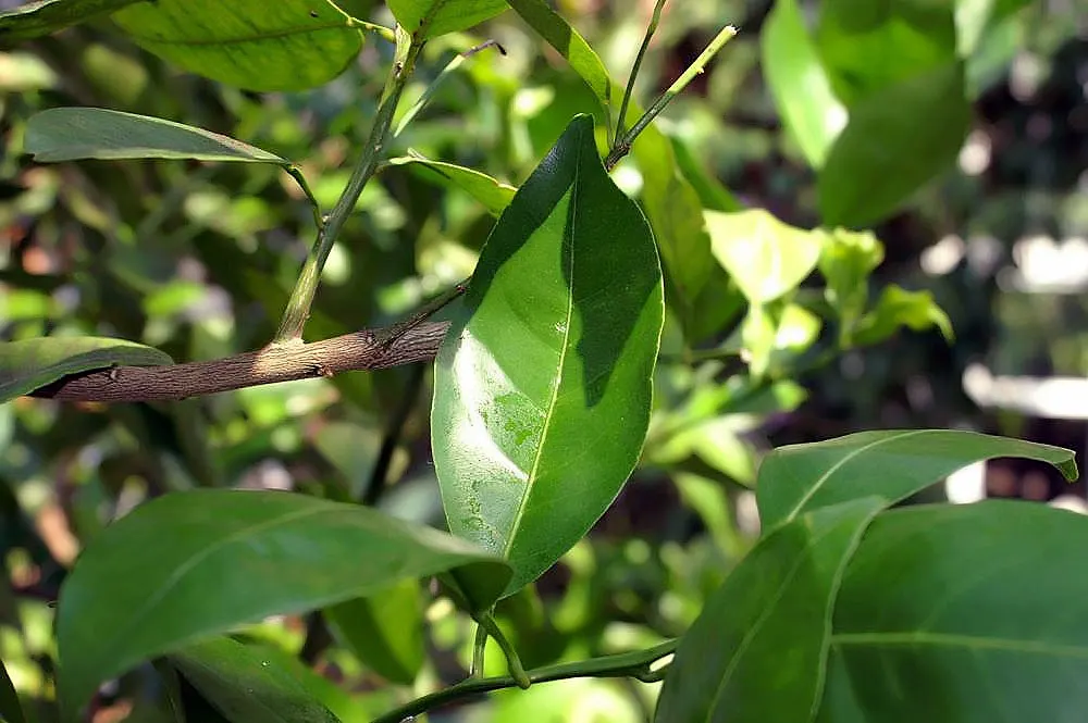 Mandarin Orange (Citrus Reticulata) — tree for full; and space requirements for both root expansion and canopy spread, image 63