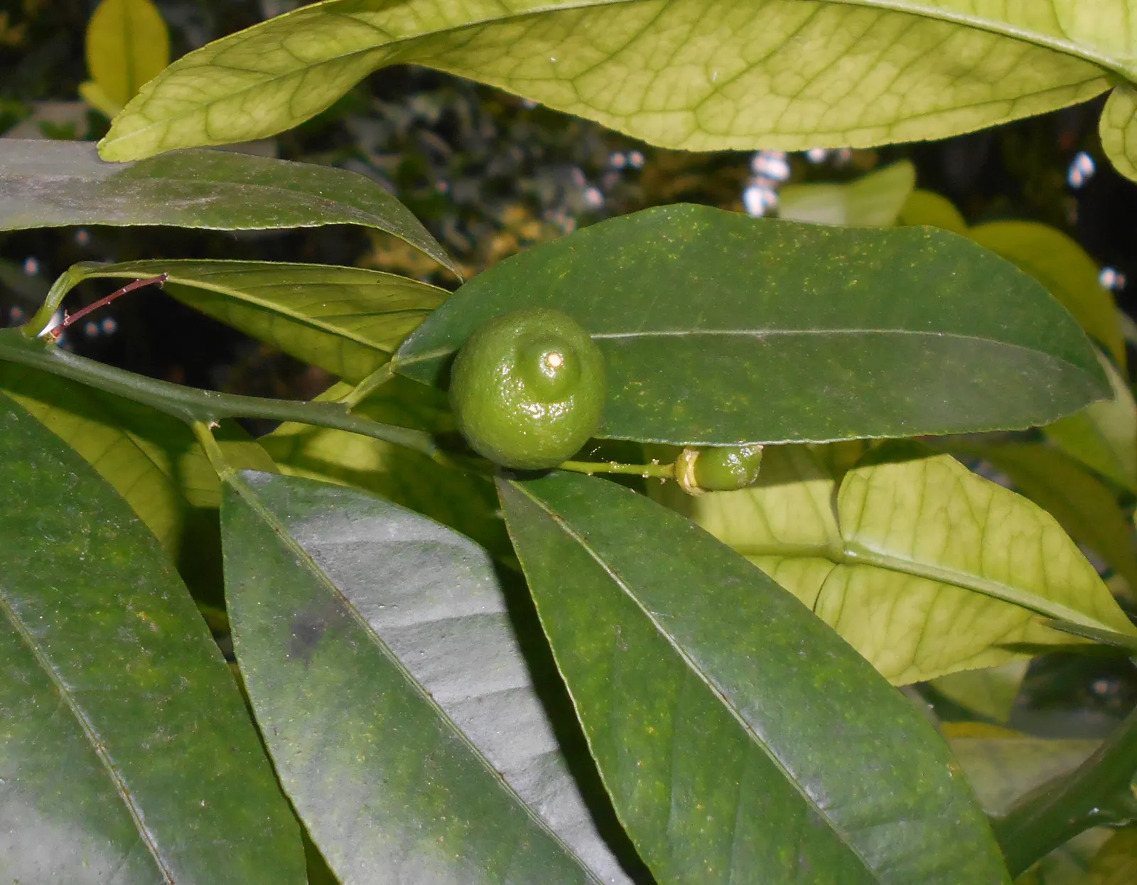 Mandarin Orange (Citrus Reticulata) — slightly flattened spheres; suited for USDA zones 9-11, it requires full sun and well-drained soil, image 55