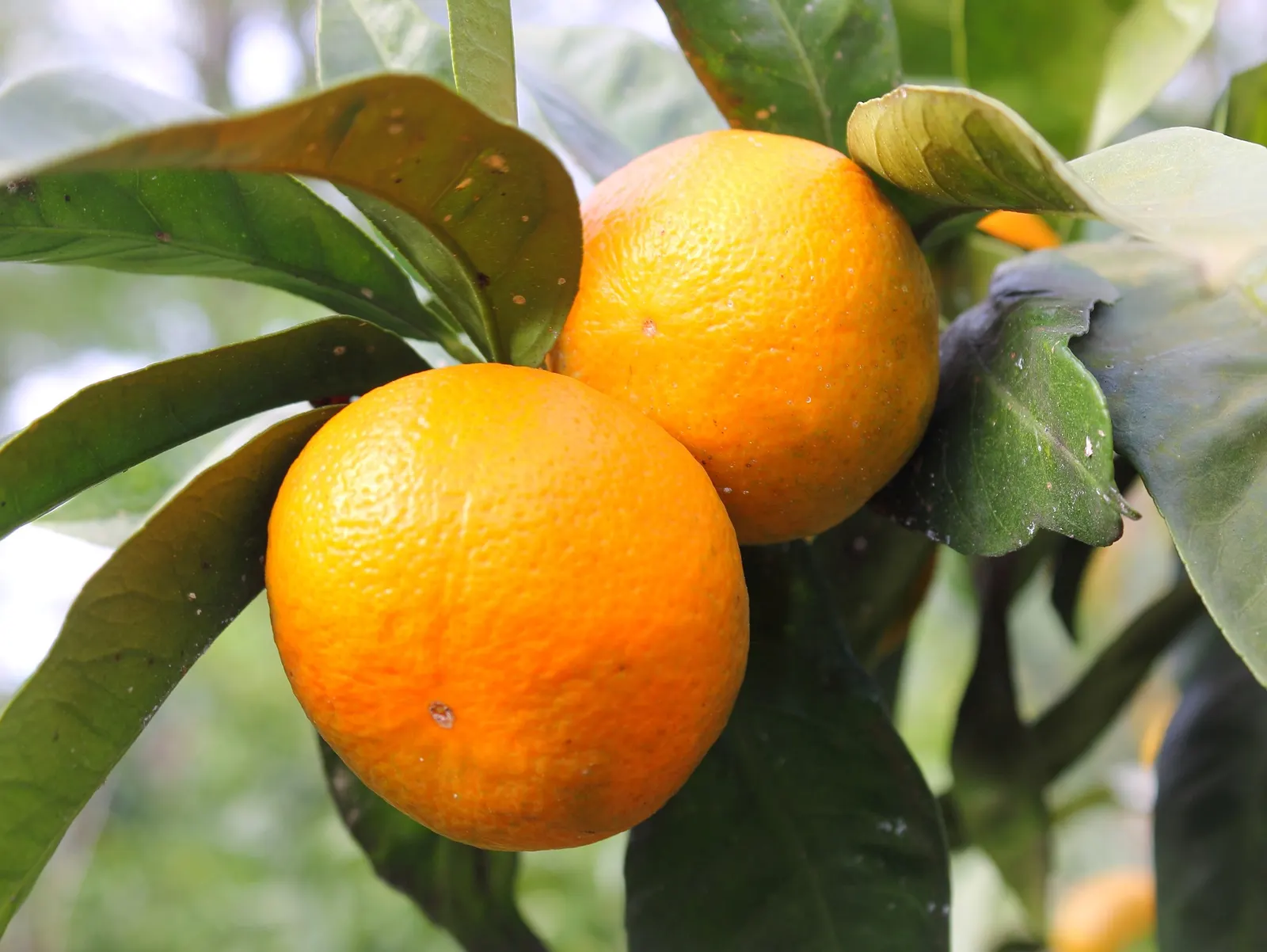 Mandarin Orange (Citrus Reticulata) — offering not only visual appeal but also a bountiful harvest of sweet fruits; suited for USDA zones 9-11, it, image 49
