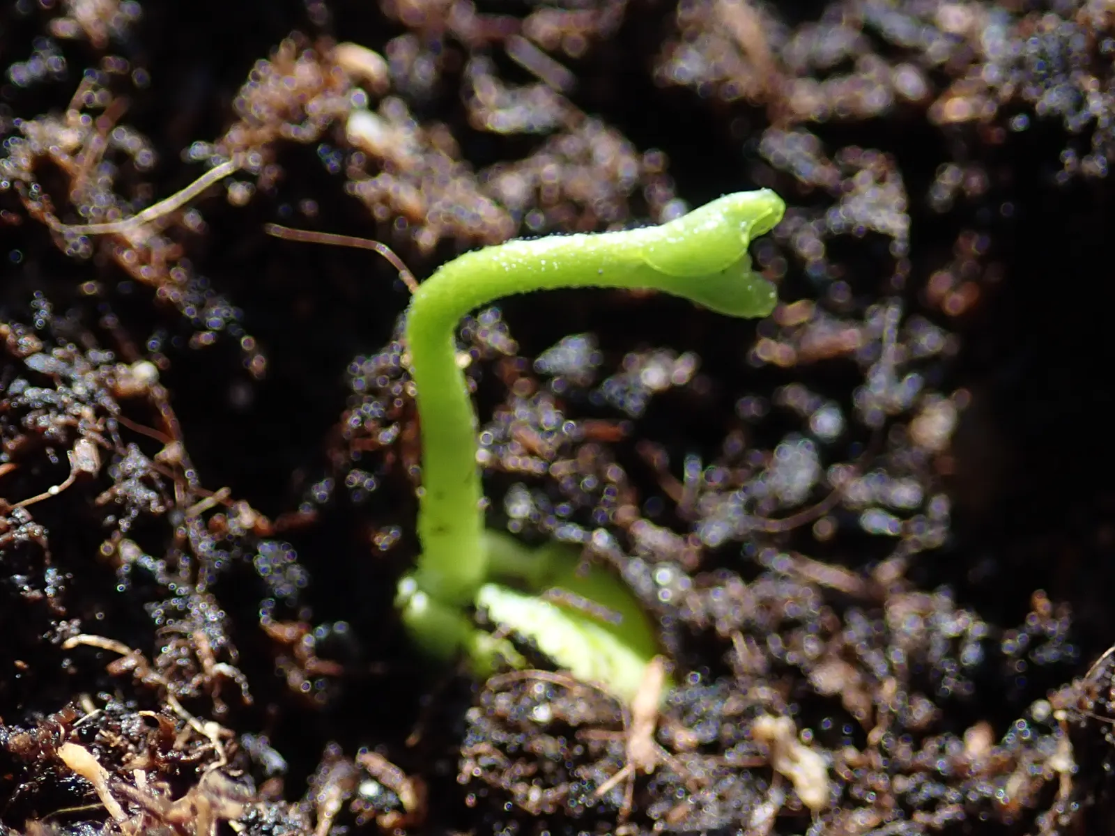 Mandarin Orange (Citrus Reticulata) — and space requirements for both root expansion and canopy spread, image 39