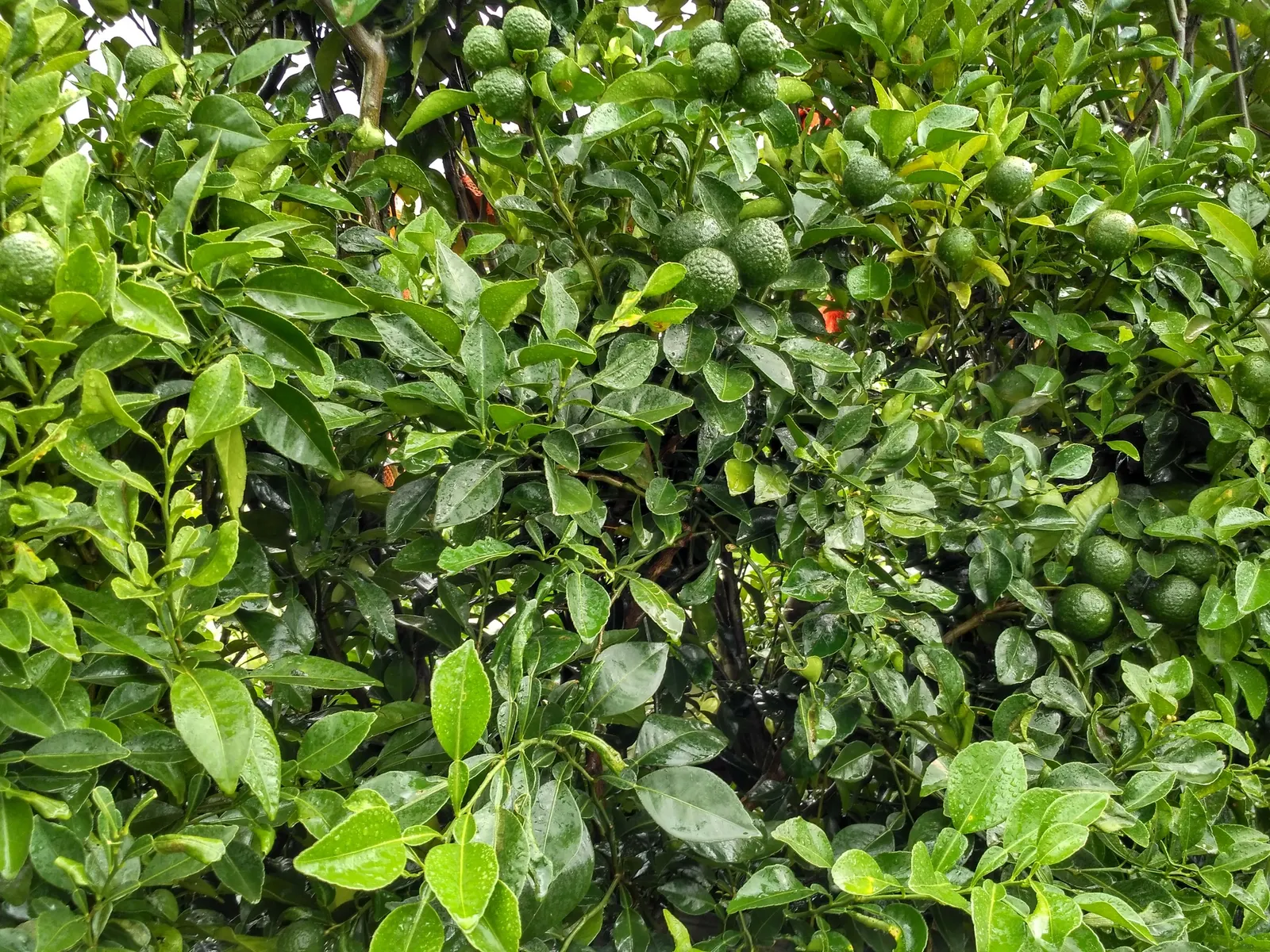 Mandarin Orange (Citrus Reticulata) — with reduced frequency during the cooler months; suited for USDA zones 9-11, it requires full sun and, image 58