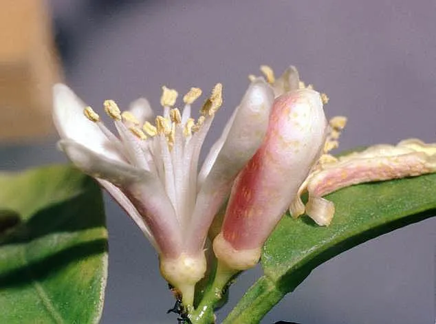 Mandarin Orange (Citrus Reticulata) — Mandarin Orange (Citrus reticulata) is an attractive evergreen citrus tree, reaching heights of 10-25 feet