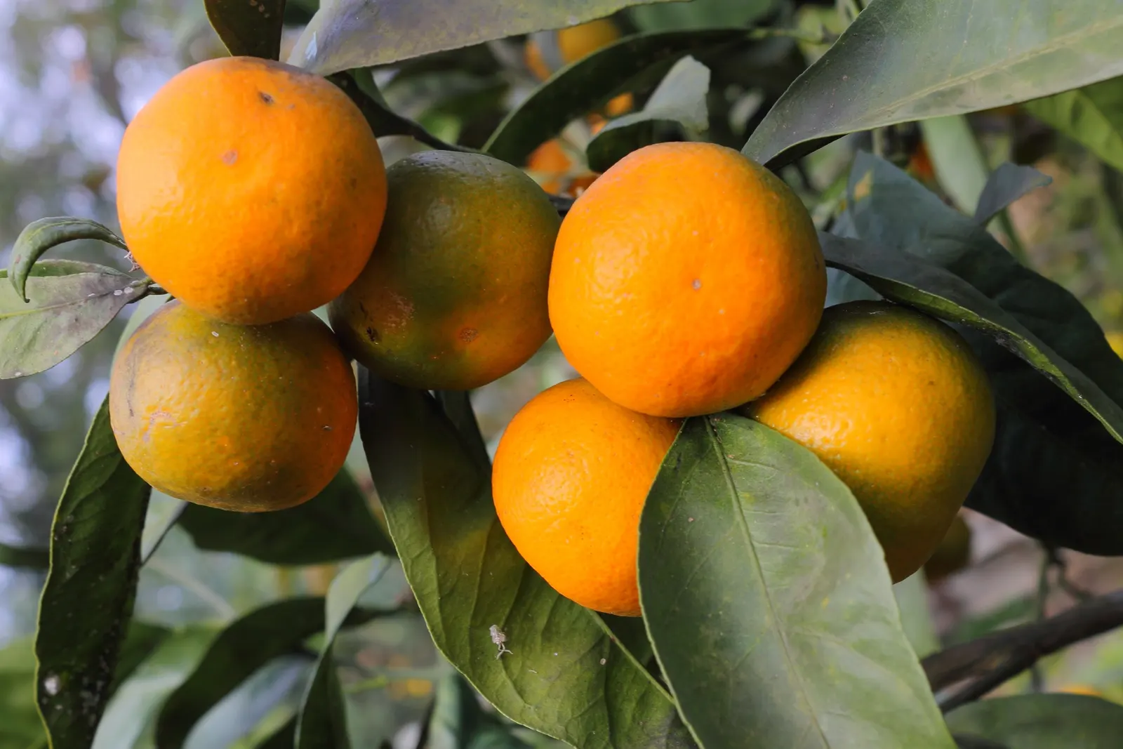 Mandarin Orange (Citrus Reticulata) — They thrive in USDA Hardiness Zones 9-11 and appreciate regular watering; and space requirements for both, image 57