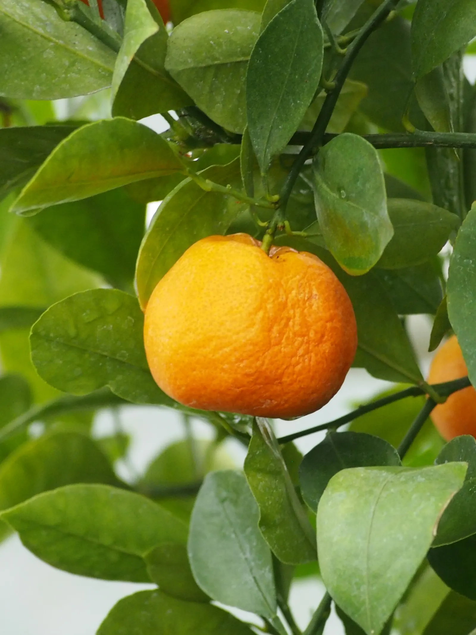 Mandarin Orange (Citrus Reticulata) — consider its optimal sun exposure; approximately 2 to 3 inches long