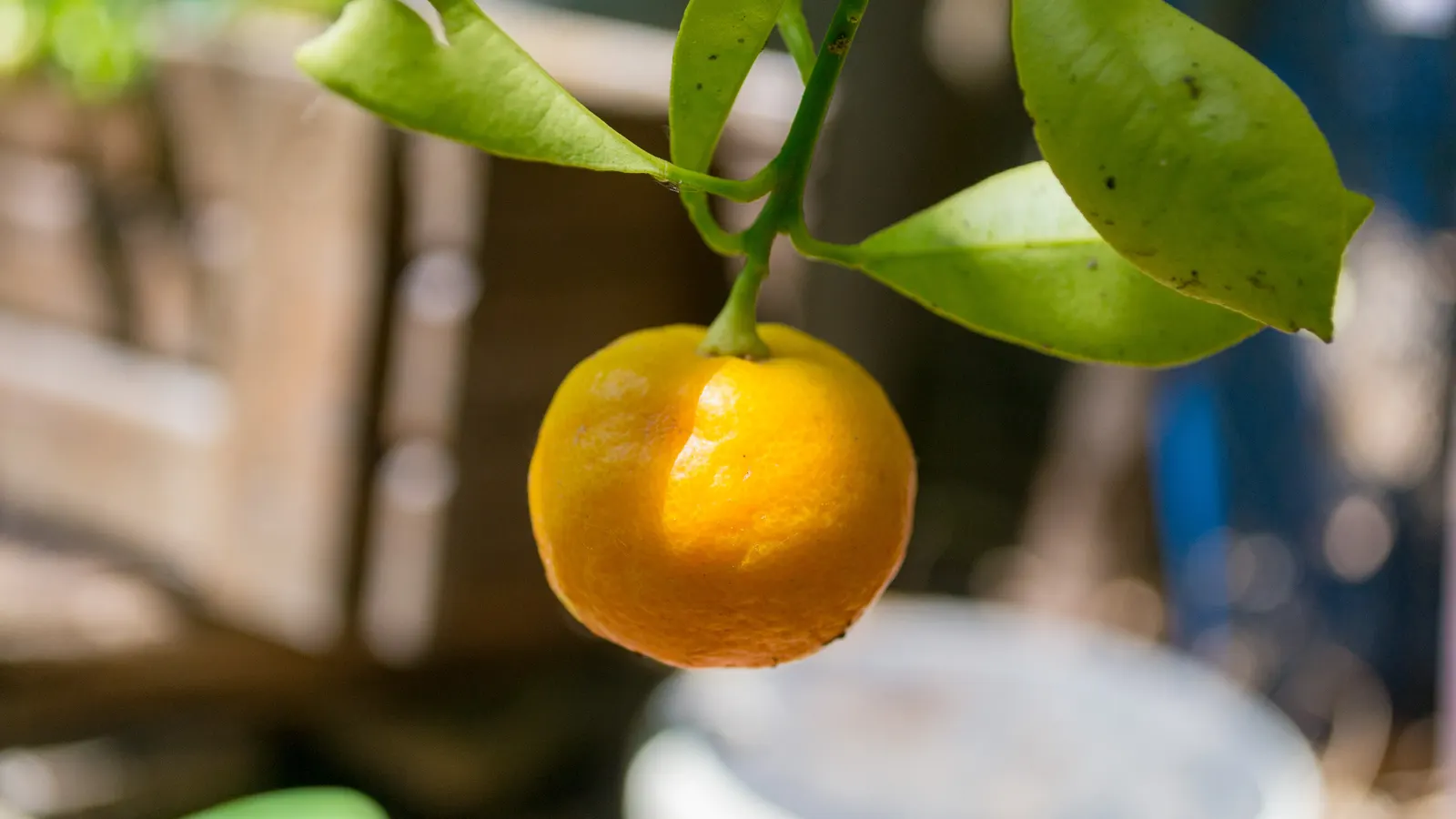 Mandarin Orange (Citrus Reticulata) — Mandarin Orange (Citrus reticulata) is a delightful addition to any landscape; and space requirements for, image 48