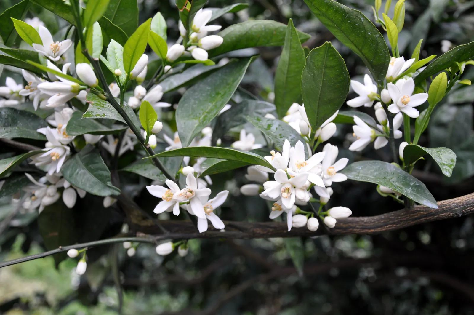 Mandarin Orange (Citrus Reticulata) — consider its optimal sun exposure; approximately 2 to 3 inches long, image 59
