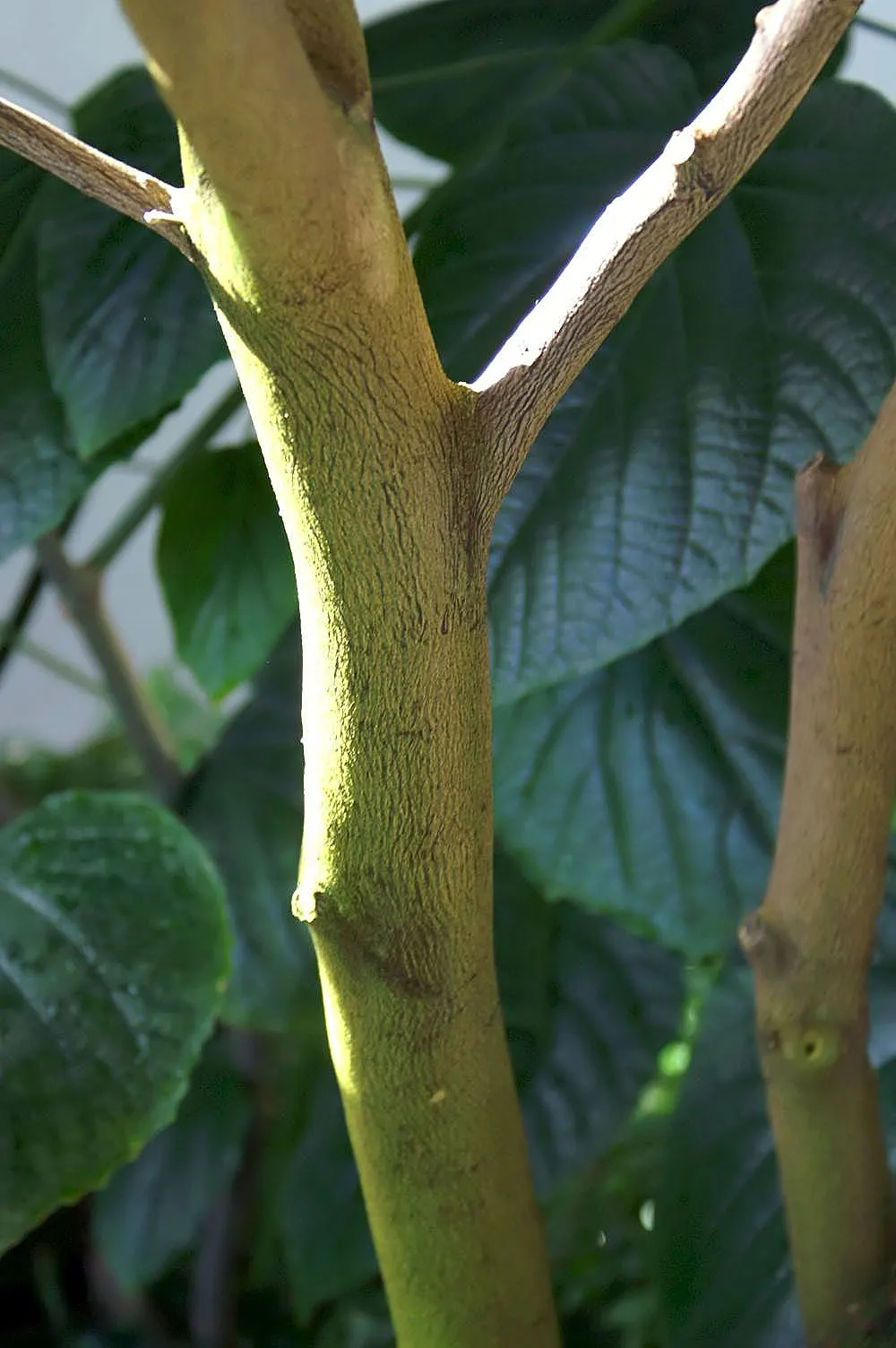 Mandarin Orange (Citrus Reticulata) — It boasts glossy, dark green leaves and sweetly fragrant white blossoms; approximately 2 to 3 inches long, image 44