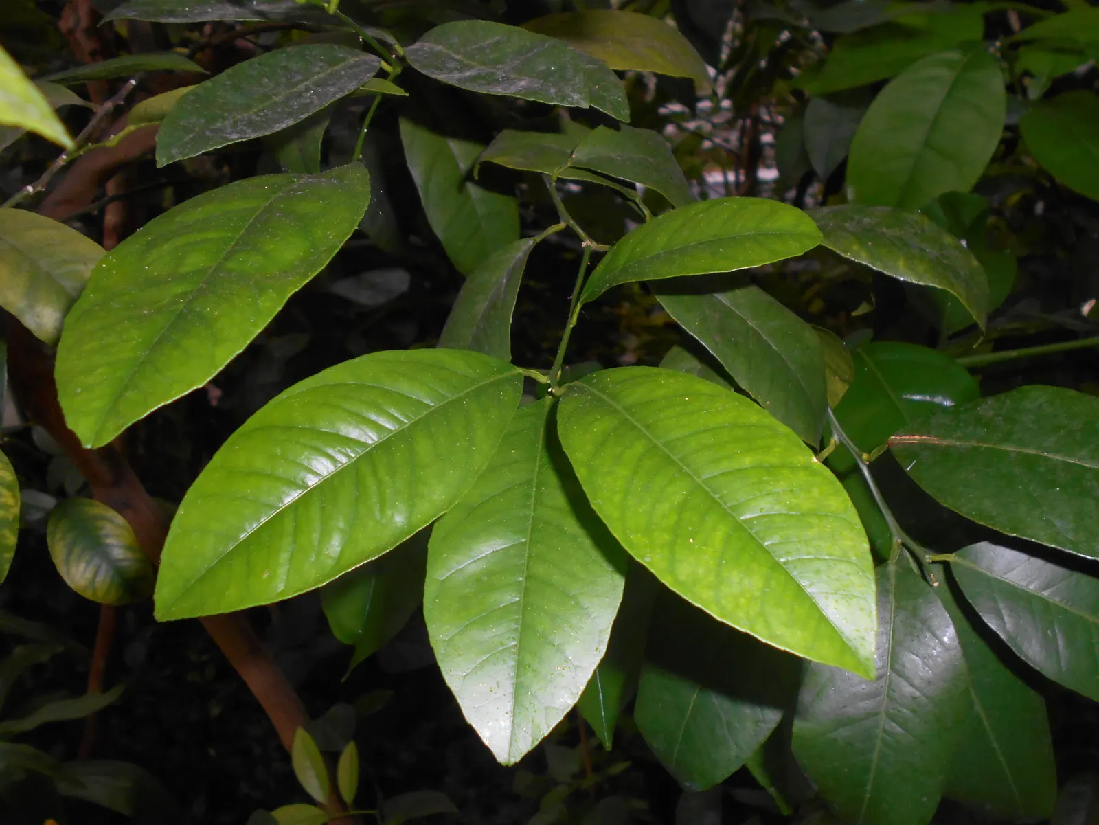 Mandarin Orange (Citrus Reticulata) — The fruits are about 2 to 4 inches in diameter and boast a sweet; approximately 2 to 3 inches long