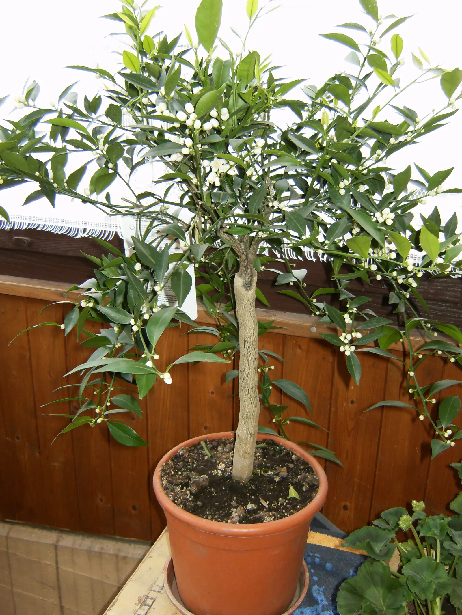 Mandarin Orange (Citrus Reticulata) — Moderate water needs make it a flavorful addition to both edible and ornamental landscapes; approximately 2, image 47