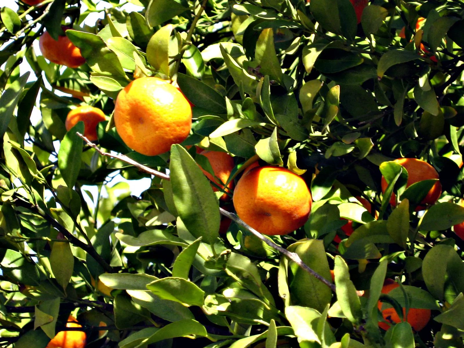 Mandarin Orange (Citrus Reticulata) — Produces vibrant, easy-to-peel oranges rich in Vitamin C, typically 2-4 inches in diameter; and space, image 45