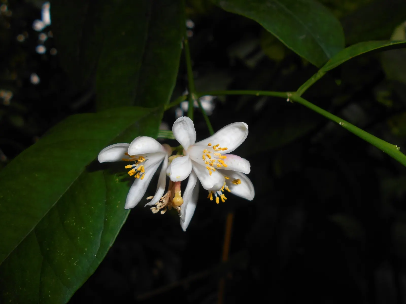 Mandarin Orange (Citrus Reticulata) — deep green leaves of the Mandarin are narrow and lanceolate; suited for USDA zones 9-11, it requires full sun, image 52
