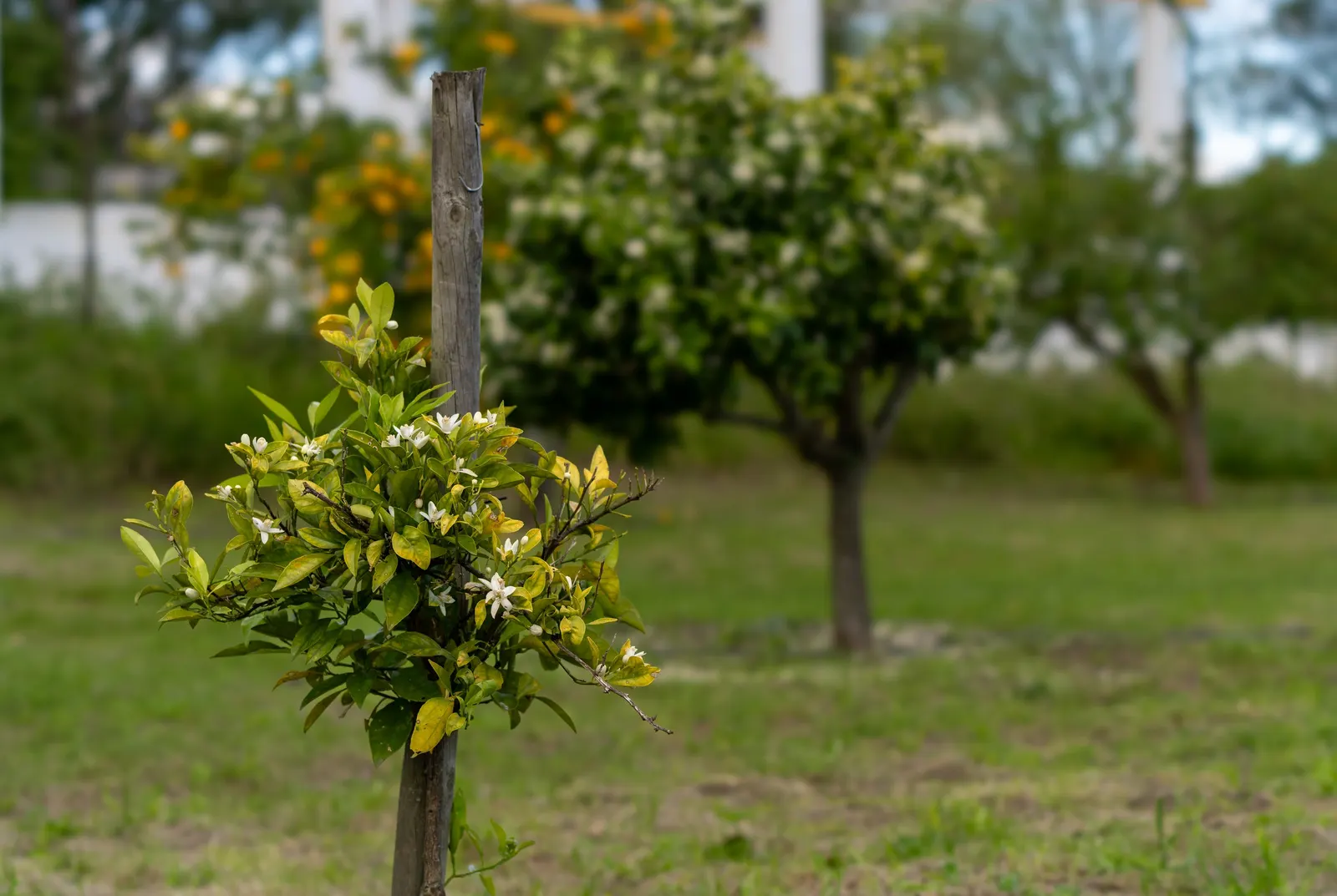 Mandarin Orange (Citrus Reticulata) — and space requirements for both root expansion and canopy spread, image 60