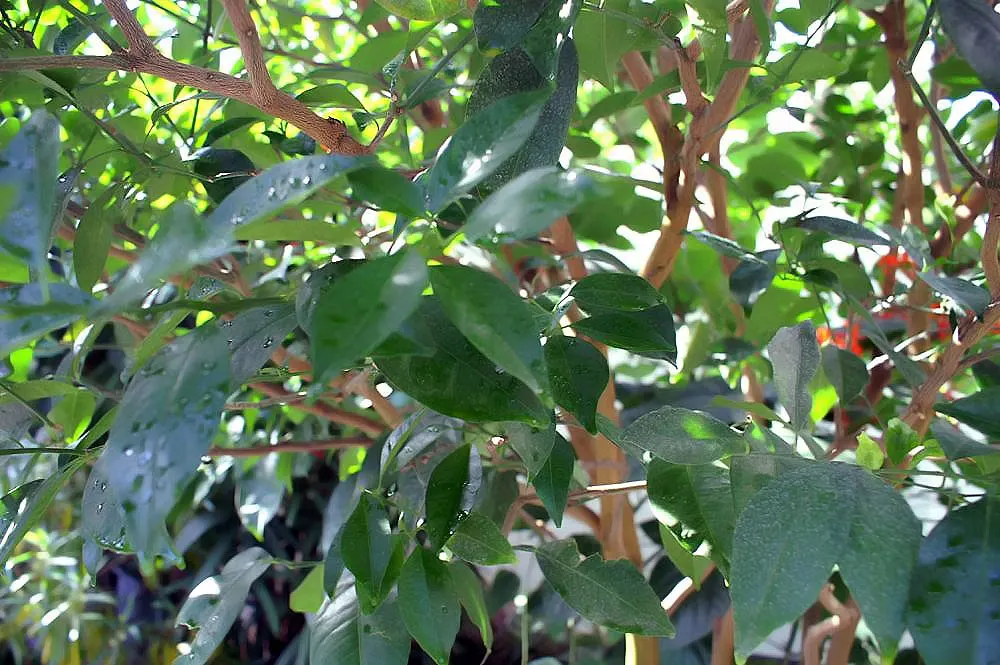 Mandarin Orange (Citrus Reticulata) — Mandarin Orange (Citrus reticulata) is an attractive evergreen citrus tree, reaching heights of 10-25 feet, image 43