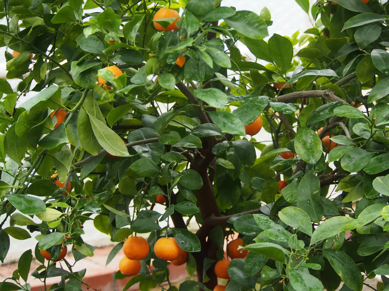 Mandarin Orange (Citrus Reticulata) — Suited for USDA zones 9-11, it requires full sun and well-drained soil