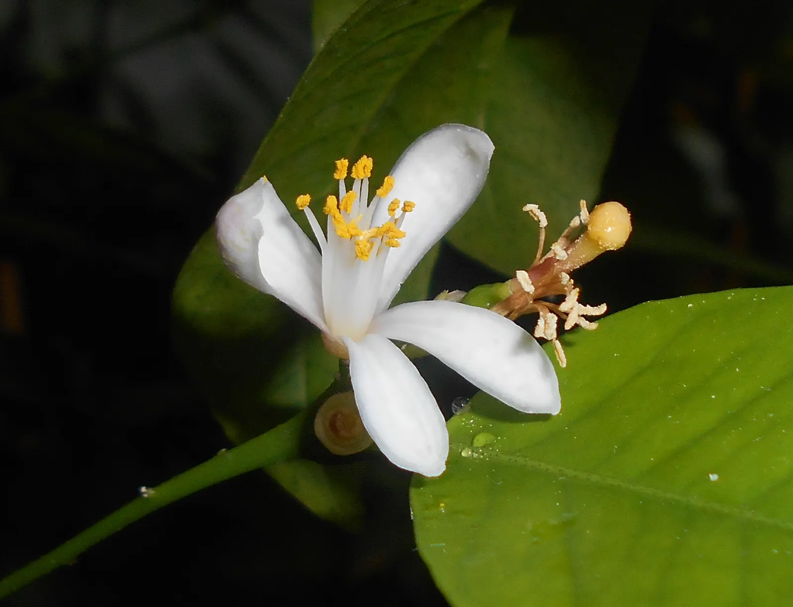 Mandarin Orange (Citrus Reticulata) — creating a vibrant backdrop year-round; and space requirements for both root expansion and canopy spread, image 54