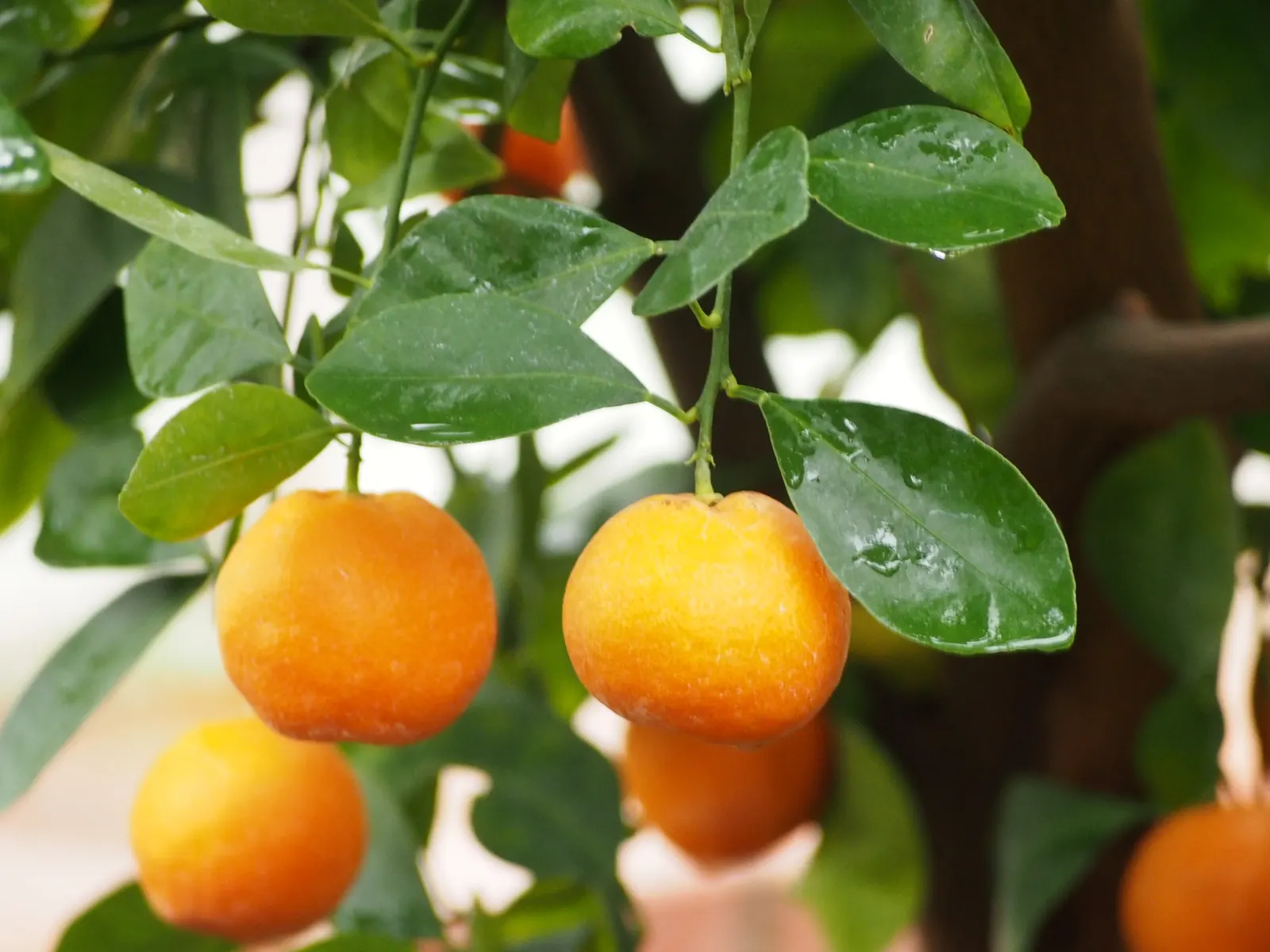 Mandarin Orange (Citrus Reticulata) — tree for full; and space requirements for both root expansion and canopy spread