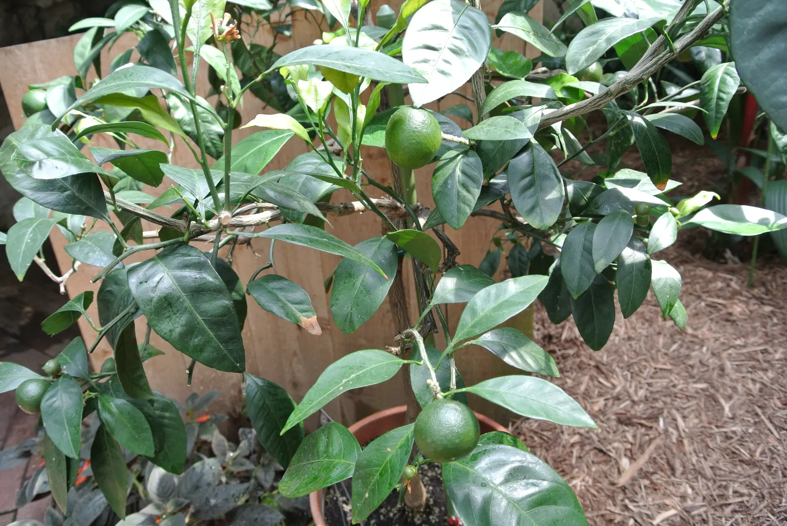 Mandarin Orange (Citrus Reticulata) — Suited for USDA zones 9-11, it requires full sun and well-drained soil, image 46