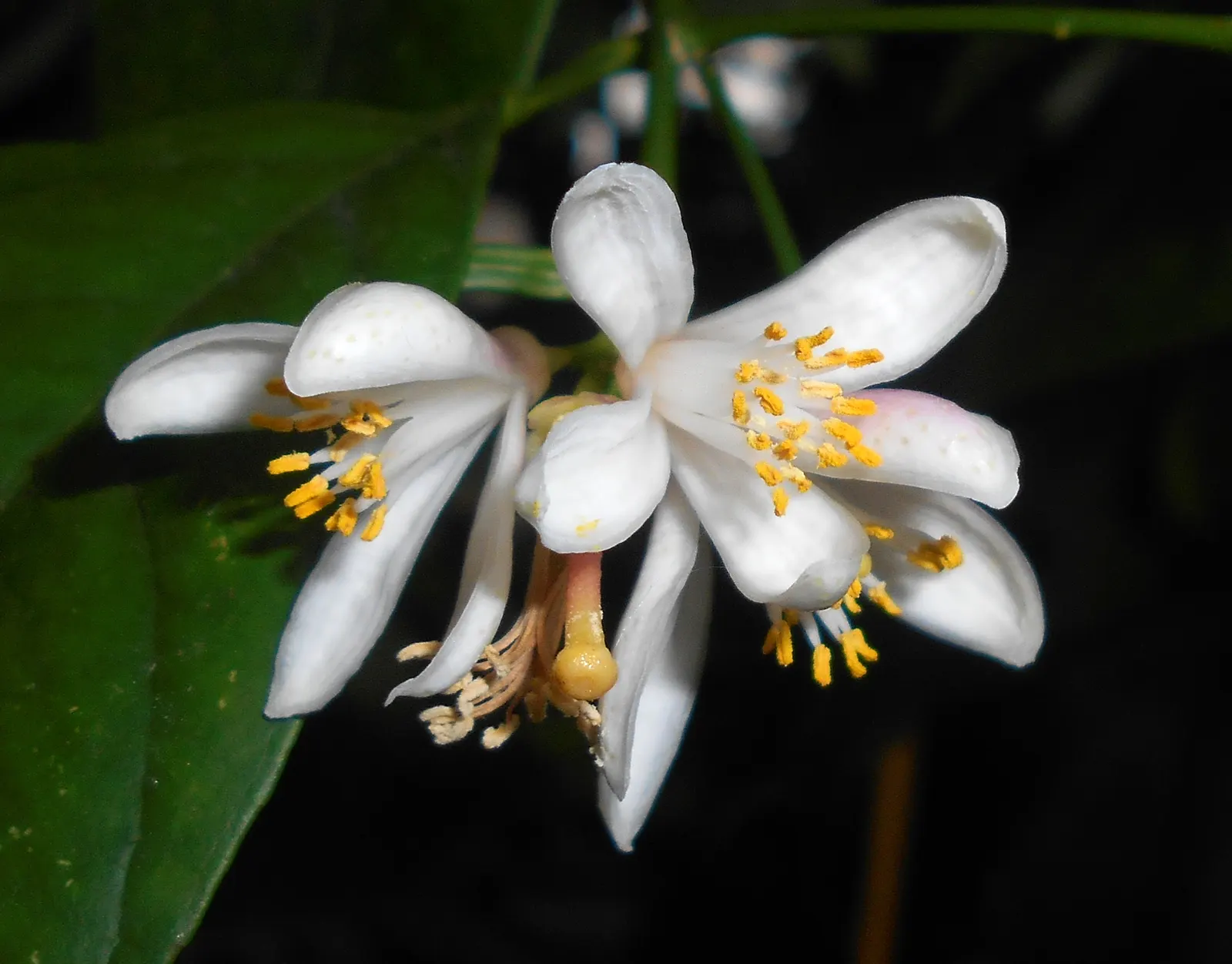Mandarin Orange (Citrus Reticulata) — making it a moderate-sized tree for residential gardens.<br><br>The glossy; and space requirements for both, image 51