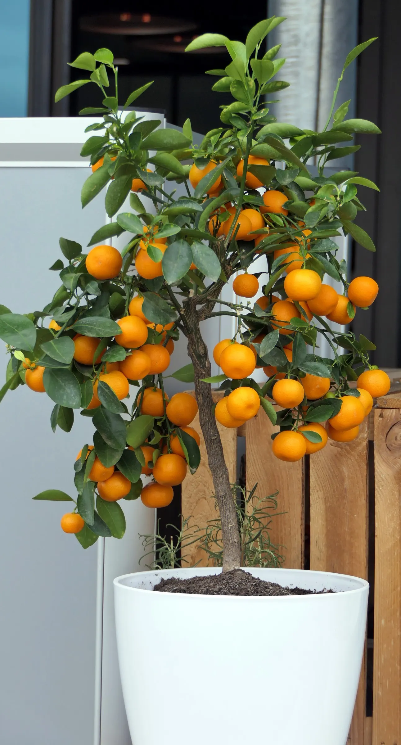 Mandarin Orange (Citrus Reticulata) — with reduced frequency during the cooler months; suited for USDA zones 9-11, it requires full sun and well-drained soil