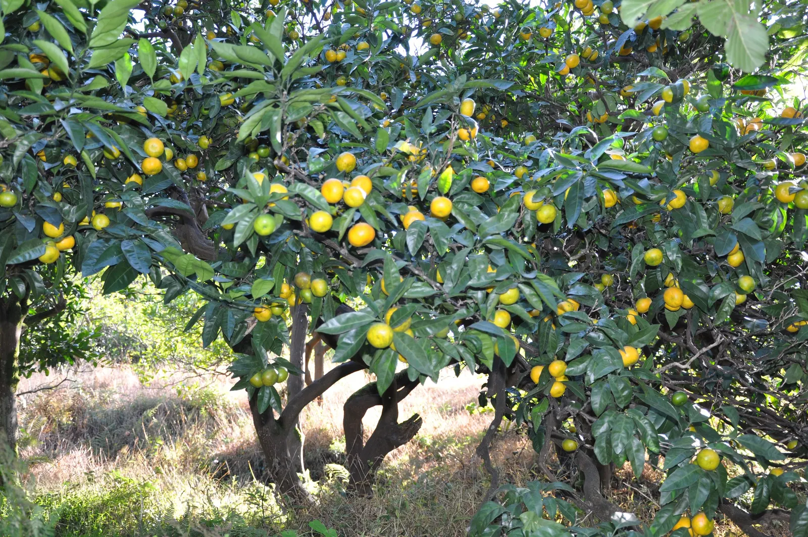 Mandarin Orange (Citrus Reticulata) — white flowers in the garden; suited for USDA zones 9-11, it requires full sun and well-drained soil