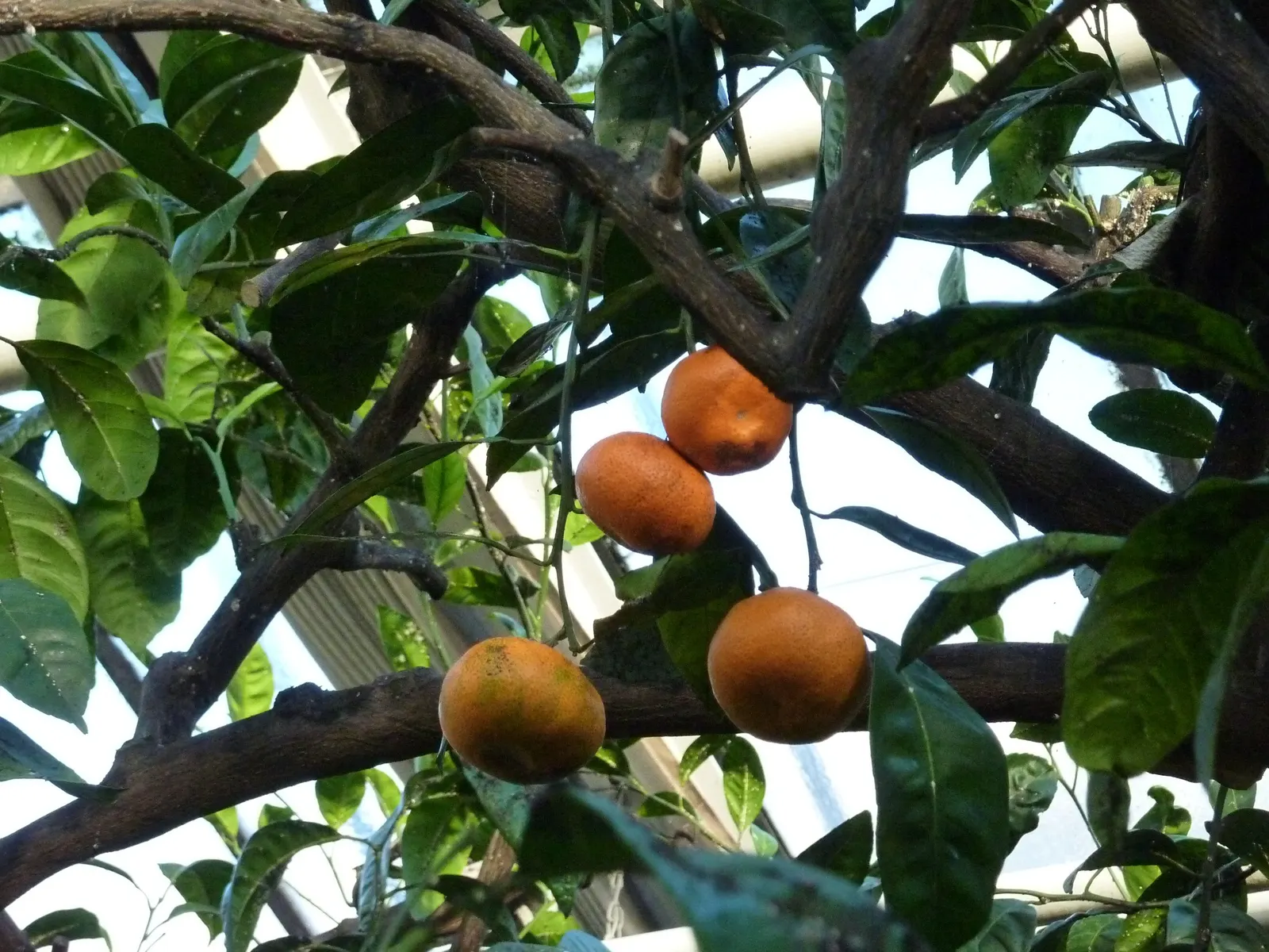 Mandarin Orange (Citrus Reticulata) — white flowers in the garden; suited for USDA zones 9-11, it requires full sun and well-drained soil, image 61