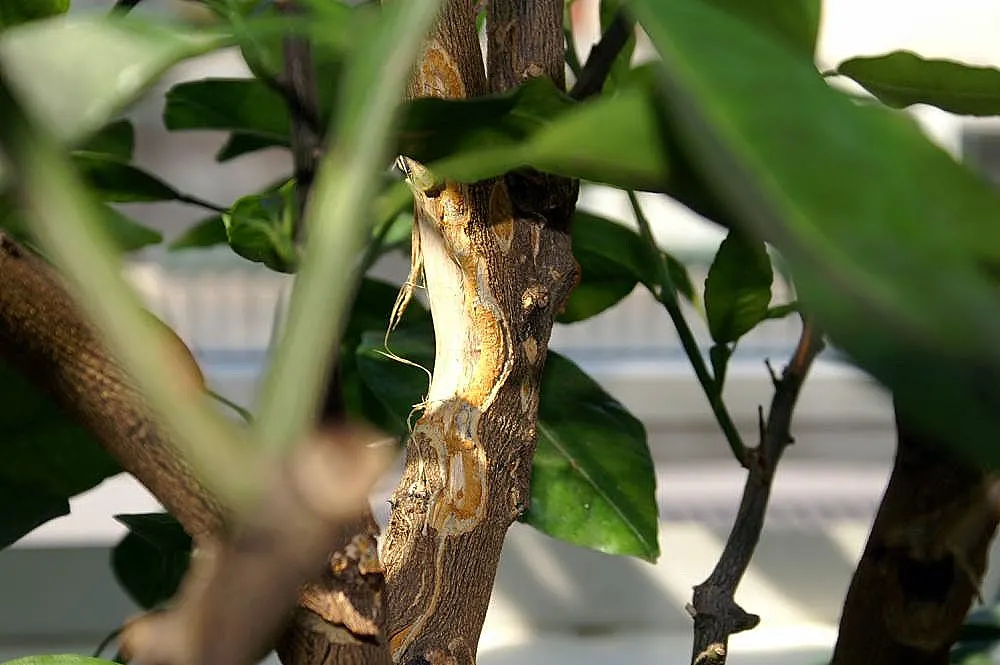 Mandarin Orange (Citrus Reticulata) — They thrive in USDA Hardiness Zones 9-11 and appreciate regular watering; and space requirements for both root expansion