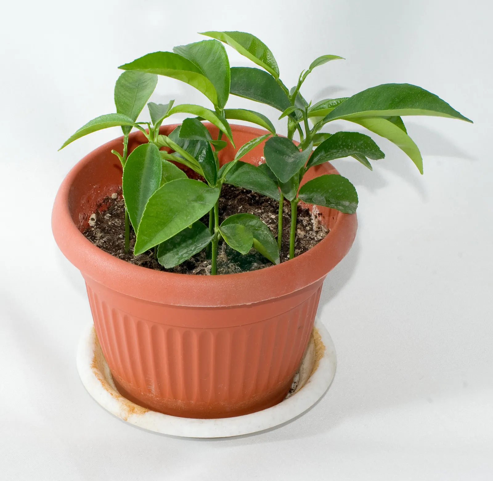 Mandarin Orange (Citrus Reticulata) — and space requirements for both root expansion and canopy spread