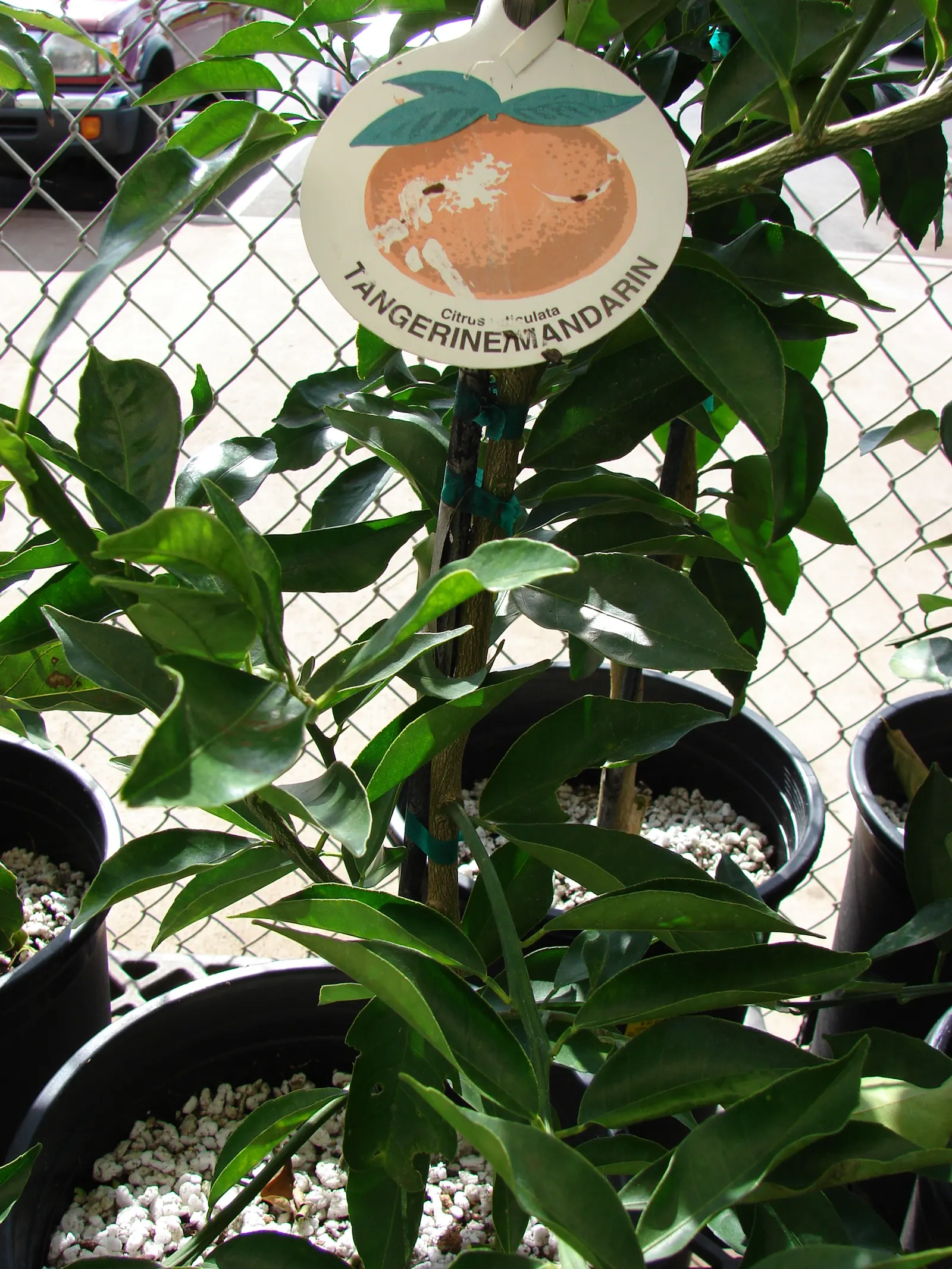 Mandarin Orange (Citrus Reticulata) — creating a vibrant backdrop year-round; and space requirements for both root expansion and canopy spread