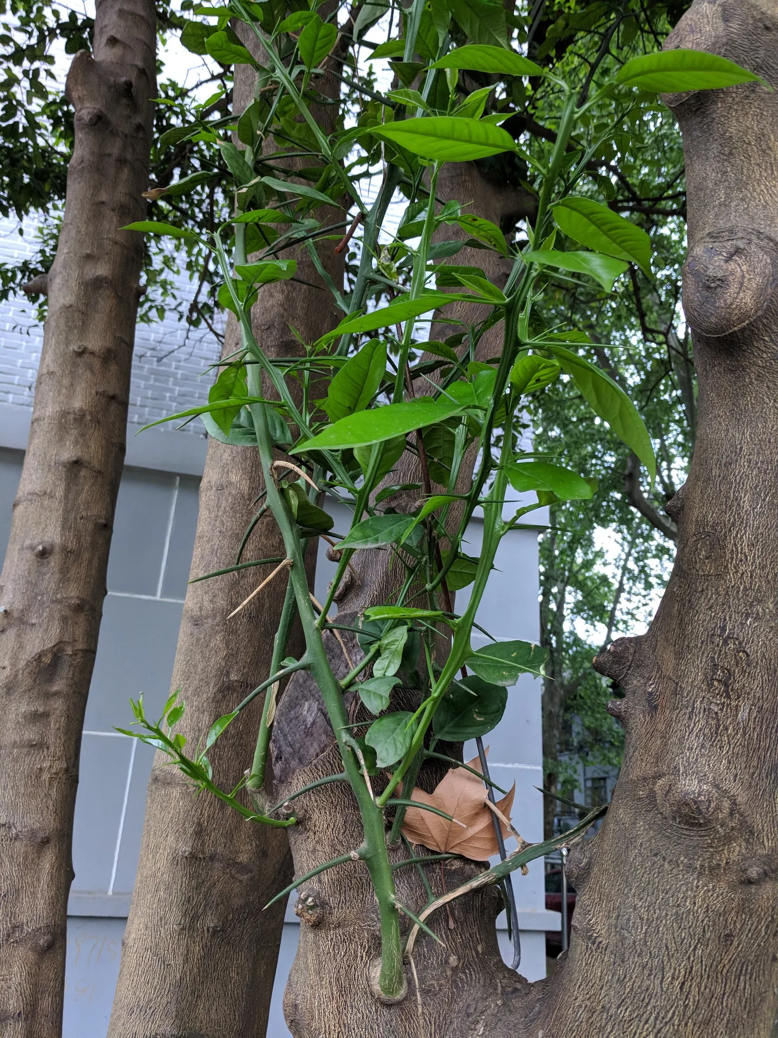 Mandarin Orange (Citrus Reticulata) — Moderate water needs make it a flavorful addition to both edible and ornamental landscapes; approximately 2 to 3 inches