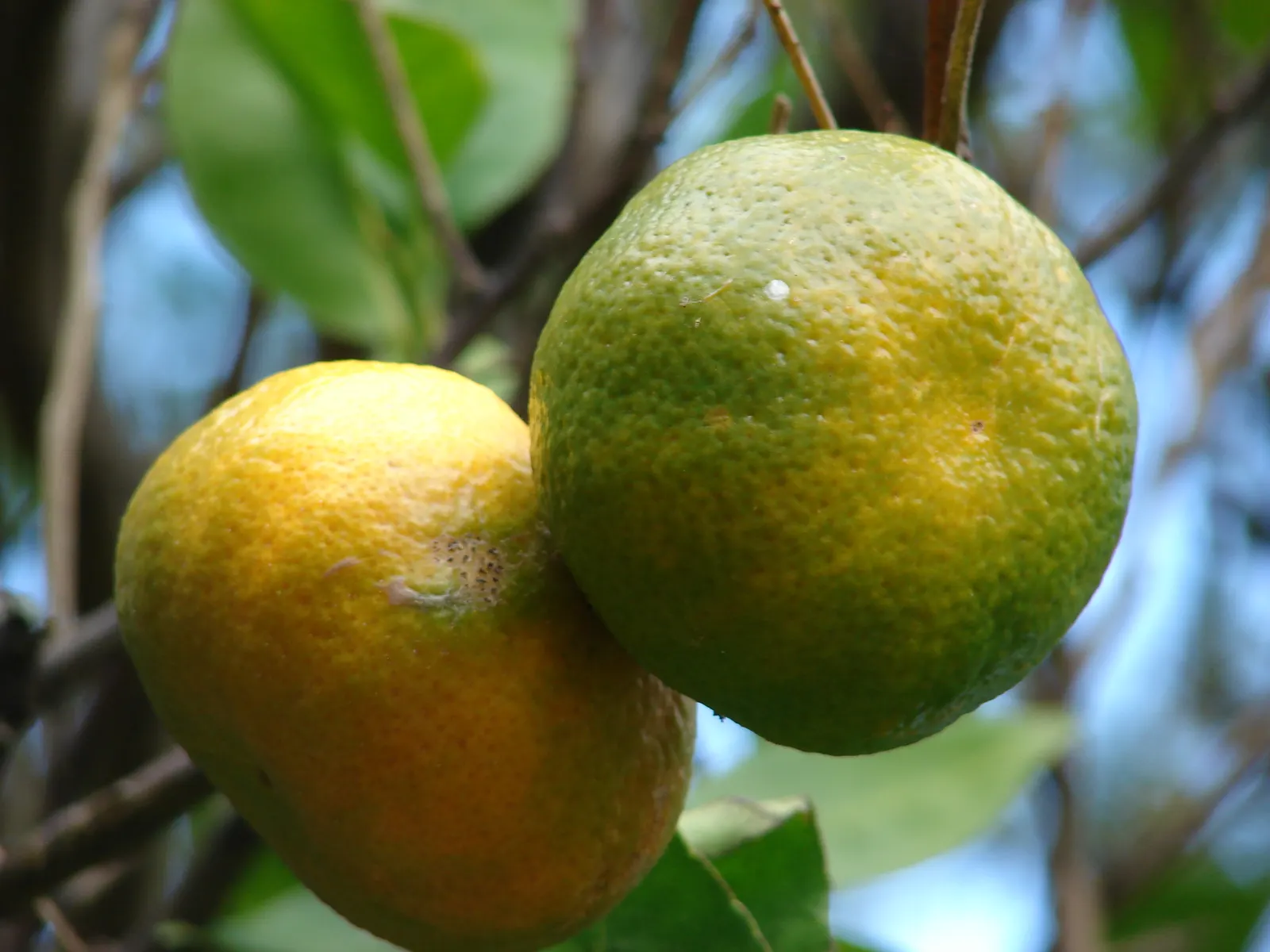 Mandarin Orange (Citrus Reticulata) — it typically reaches a height of 10 to 15 feet with a similar spread